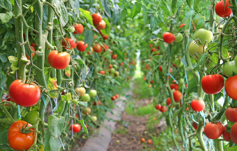 恒譜生：水果檢測，守護(hù)舌尖上的安全！