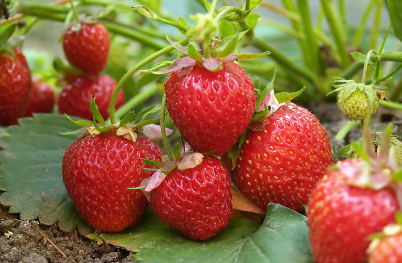 從源頭到餐桌：恒譜生專(zhuān)業(yè)農(nóng)藥殘留檢測(cè)，筑牢食品安全防線！