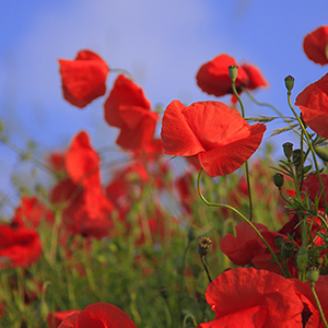 警惕食品安全！液相色譜法助力“罌粟添加劑”檢測(cè)